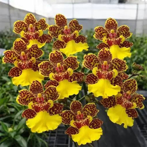 Oncidium Bai Pai Fancy Oncidium Bai Pai Fancy